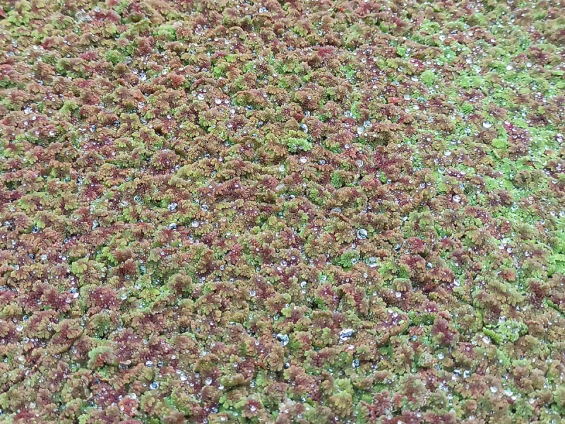 Feenmoos - Azolla mexicana